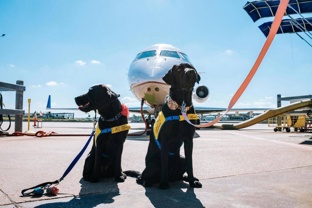 Pet Travel