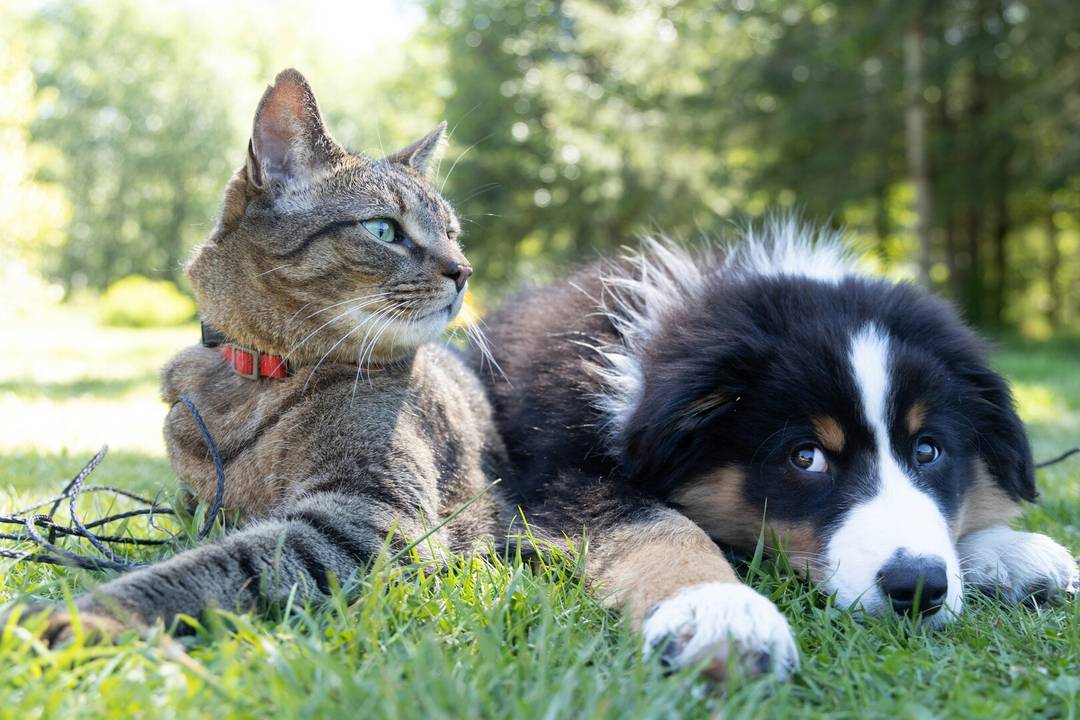 Pet Insurance